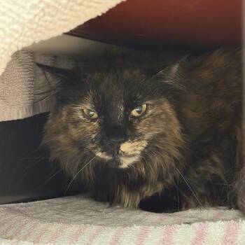 Domestic Long Hair Cats Available for Adoption in Las Vegas, Nevada - MAIA | PetCurious