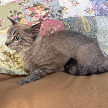 Tiramisu -  Domestic Short Hair and Siamese Cat for Adoption in Lewisville, Texas - Tiramisu | PetCurious