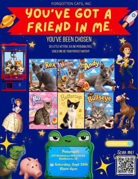 Middletown PS Adoption Event Sept. 26 -  Domestic Short Hair Cat for Adoption in Greenville, Delaware - Middletown PS Adoption Event Sept. 26 | PetCurious