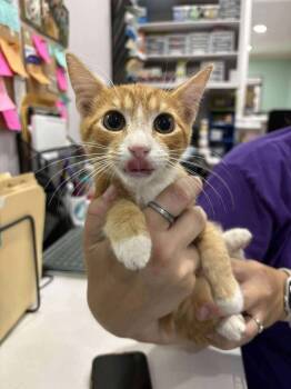 Rescue Domestic Short Hair Cats for Adoption in Statesboro, Georgia - Galaxy | PetCurious