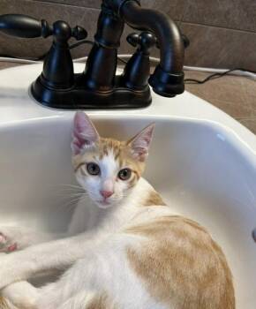 Declan bonded to Kevy -  Domestic Short Hair Cat for Adoption in Portland, Oregon - Declan Bonded To Kevy | PetCurious