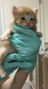 Domestic Short Hair Cats Available for Adoption in Riverside, California - A1914264 | PetCurious