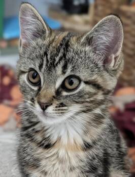 Yrene -  Domestic Short Hair Cat Available for Adoption in Little Rock, Arkansas - Yrene | PetCurious