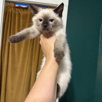 Wish -  Domestic Short Hair and Siamese Cat for Adoption in Granville, Ohio - Wish | PetCurious