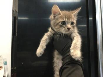 Domestic Short Hair Cats Available for Adoption in Thousand Palms, California - A1915426 | PetCurious