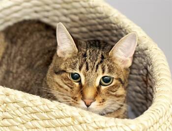 Rescue Domestic Short Hair Cats for Adoption in Fort Lauderdale, Florida - MILLIE | PetCurious
