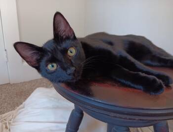 Cleocatra -  Domestic Short Hair Cat for Adoption in Wilmington, North Carolina - Cleocatra | PetCurious