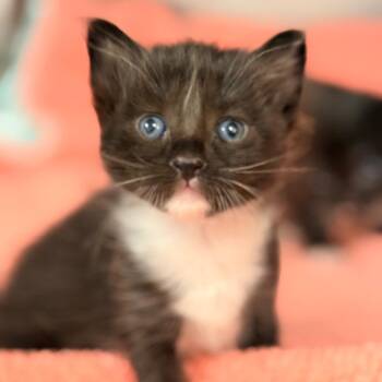 Alara (FKDS-Stray-84899_2) -  Domestic Short Hair Cat for Adoption in Cumming, Georgia - Alara (FKDS-Stray-84899_2) | PetCurious