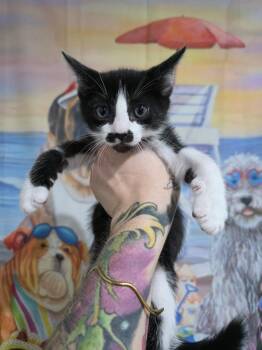 Sylvie -  Domestic Short Hair Cat for Adoption in Aurora, Colorado - Sylvie | PetCurious