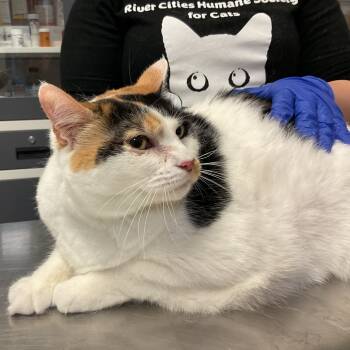 Rescue Domestic Short Hair Cats for Adoption in Monroe, Louisiana - Callie | PetCurious