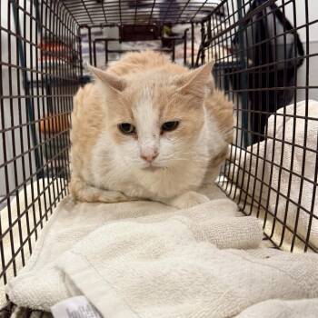 Marty -  Domestic Short Hair Cat for Adoption in Las Cruces, New Mexico - Marty | PetCurious