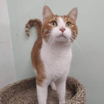 Miso -  Domestic Short Hair Cat for Adoption in Las Cruces, New Mexico - Miso | PetCurious