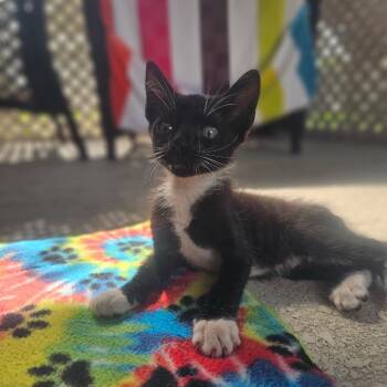 Shimmy Jimmy -  Domestic Short Hair Cat for Adoption in North Port, Florida - Shimmy Jimmy | PetCurious
