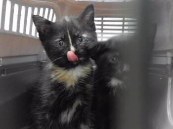 MIRIAM DUFOUR -  Domestic Long Hair and Domestic Short Hair Cat for Adoption in Omaha, Nebraska - MIRIAM DUFOUR | PetCurious