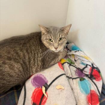 Blu -  Domestic Short Hair Cat for Adoption in Portage, Michigan - Blu | PetCurious