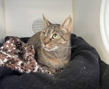 Domestic Short Hair Cats Available for Adoption - Kitty | PetCurious