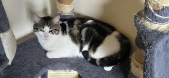 Jellybean Jones -  Domestic Short Hair and Tabby Cat for Adoption in Syracuse, New York - Jellybean Jones | PetCurious