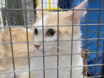 SASSY -  Domestic Short Hair Cat for Adoption in Tulsa, Oklahoma - SASSY | PetCurious