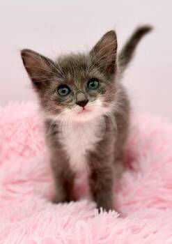 Graceland Too -  Ragdoll Cat for Adoption in Covington, Louisiana - Graceland Too | PetCurious