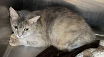 46a-Meatball NB (mom) -  Domestic Short Hair Cat for Adoption in Windsor, Connecticut - 46a-Meatball NB (mom) | PetCurious