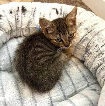 Rescue Tabby Cats for Adoption in Ypsilanti, Michigan - Kendall | PetCurious