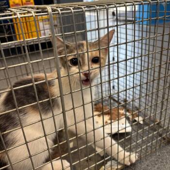 Briar -  Domestic Short Hair Cat for Adoption in Montgomery, Alabama - Briar | PetCurious