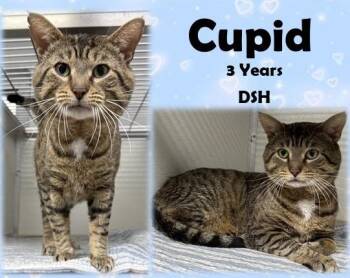 Cupid -  Domestic Short Hair Cat for Adoption in Franklin, Indiana - Cupid | PetCurious