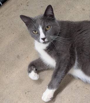 Grayson -  Domestic Short Hair Cat for Adoption in Napa, California - Grayson | PetCurious