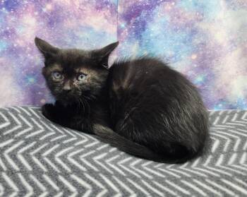 Domestic Short Hair Cats Available for Adoption in Washington Court House, Ohio - Kohen | PetCurious