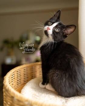 JASPER -  Domestic Medium Hair Cat for Adoption in Northfield, Ohio - JASPER | PetCurious