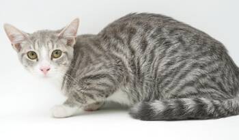 Arrow is such a joy - Happiest kitten bff with PINK NOSE OMG - t -  Silver and Bengal Cat for Adoption in Bedford Hills, New York - Arrow Is Such A Joy - Happiest Kitten Bff With PINK NOSE OMG - T | PetCurious