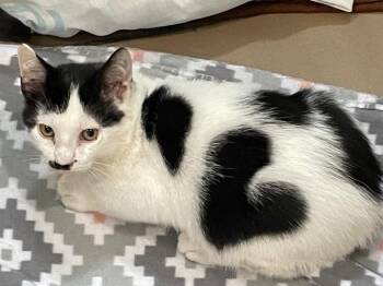 Echo -  Domestic Short Hair Cat for Adoption in Westfield, New York - Echo | PetCurious
