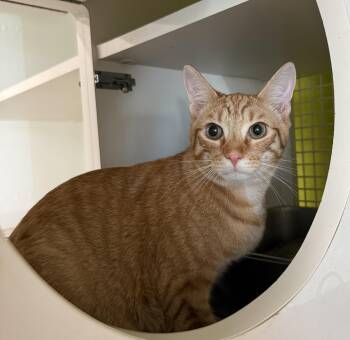 Rescue Domestic Short Hair Cats for Adoption in Kannapolis, North Carolina - Okra | PetCurious
