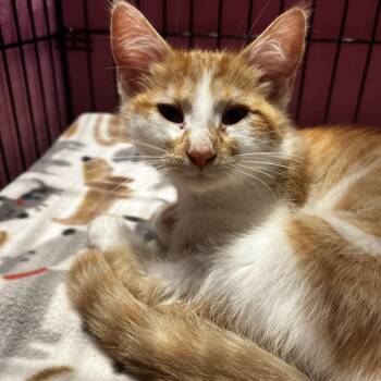Hamilton -  Domestic Short Hair Cat for Adoption in Minneapolis, Minnesota - Hamilton | PetCurious