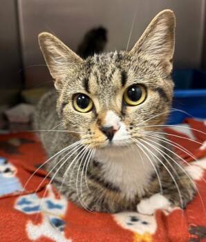 Gemini -  Domestic Short Hair Cat for Adoption in Ocala, Florida - Gemini | PetCurious
