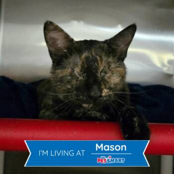 Ellie -  Domestic Short Hair Cat for Adoption in Cincinnati, Ohio - Ellie | PetCurious