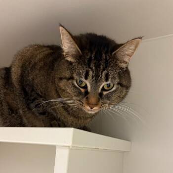Aurora -  Domestic Short Hair Cat for Adoption in Fairport, New York - Aurora | PetCurious