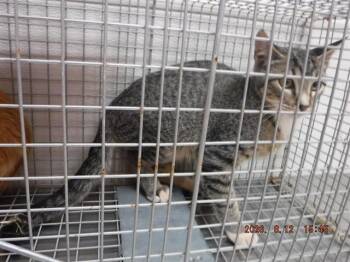 CHARLIE -  Abyssinian and Domestic Short Hair Cat for Adoption in Oroville, California - CHARLIE | PetCurious