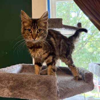 Pumpkin Pecan Waffle -  Domestic Medium Hair Cat for Adoption in Granville, Ohio - Pumpkin Pecan Waffle | PetCurious