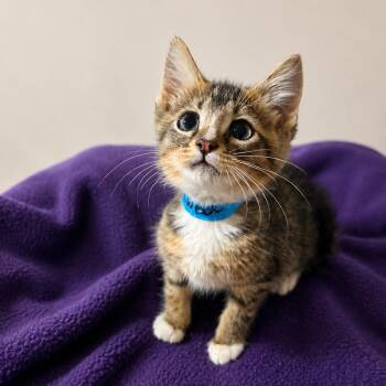 Orwell -  Domestic Short Hair Cat for Adoption in Madison, Wisconsin - Orwell | PetCurious