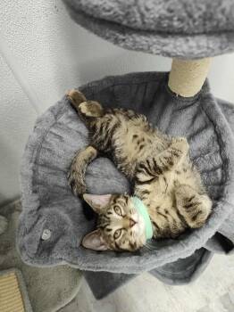Rescue Domestic Short Hair Cats for Adoption in Muskego, Wisconsin - Violet - Adorable And Affectionate Kitten | PetCurious