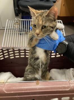 JENNA -  Domestic Short Hair Cat for Adoption in Burbank, California - JENNA | PetCurious