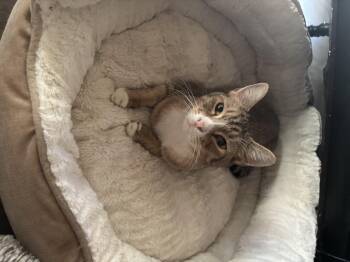 Rescue Domestic Short Hair Cats for Adoption in Plant City, Florida - Frankie | PetCurious