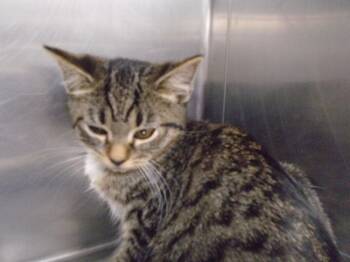 Rescue Domestic Short Hair Cats for Adoption in Hopkinsville, Kentucky - Lucy | PetCurious