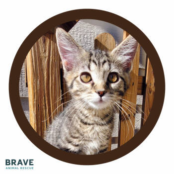 Rescue Domestic Short Hair Cats for Adoption in Lincoln, Nebraska - Sheba | PetCurious