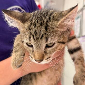 Domestic Short Hair Cats Available for Adoption in Evansville, Indiana - Rick | PetCurious