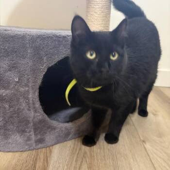 Domestic Short Hair Cats Available for Adoption - Zoey | PetCurious