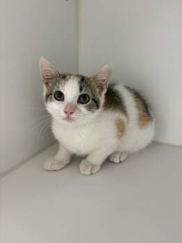 Lucy -  Domestic Short Hair Cat for Adoption in Rochester, Indiana - Lucy | PetCurious
