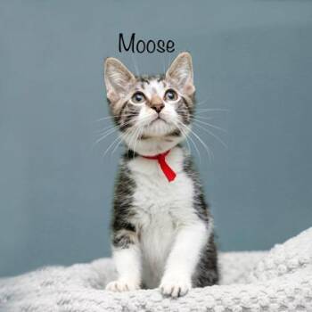 Moose -  Domestic Short Hair Cat for Adoption in Parma, Ohio - Moose | PetCurious