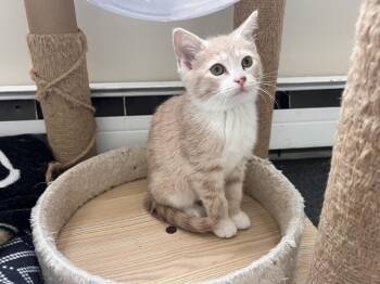 Iris -  Tabby Cat for Adoption - Iris | PetCurious